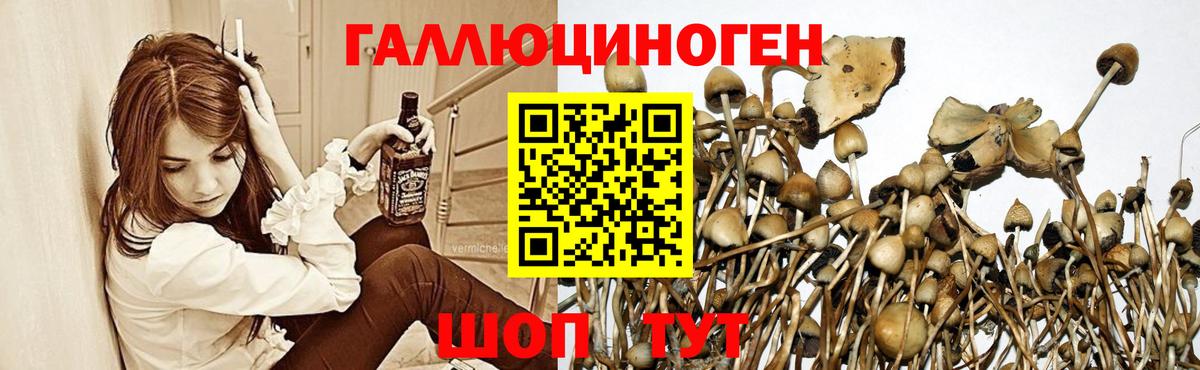 Псилоцибиновые грибы Cubensis  Вход с VPN  Электрогорск 